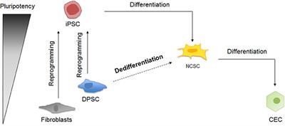 Discovering the Potential of Dental Pulp Stem Cells for Corneal Endothelial Cell Production: A Proof of Concept